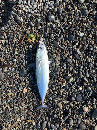 ソウダガツオの釣果