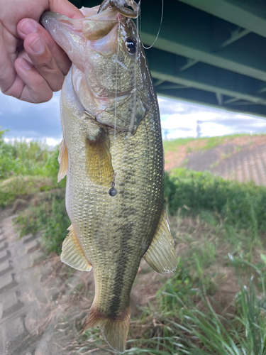 ラージマウスバスの釣果