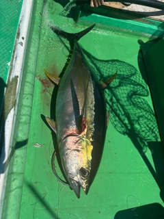 キハダマグロの釣果