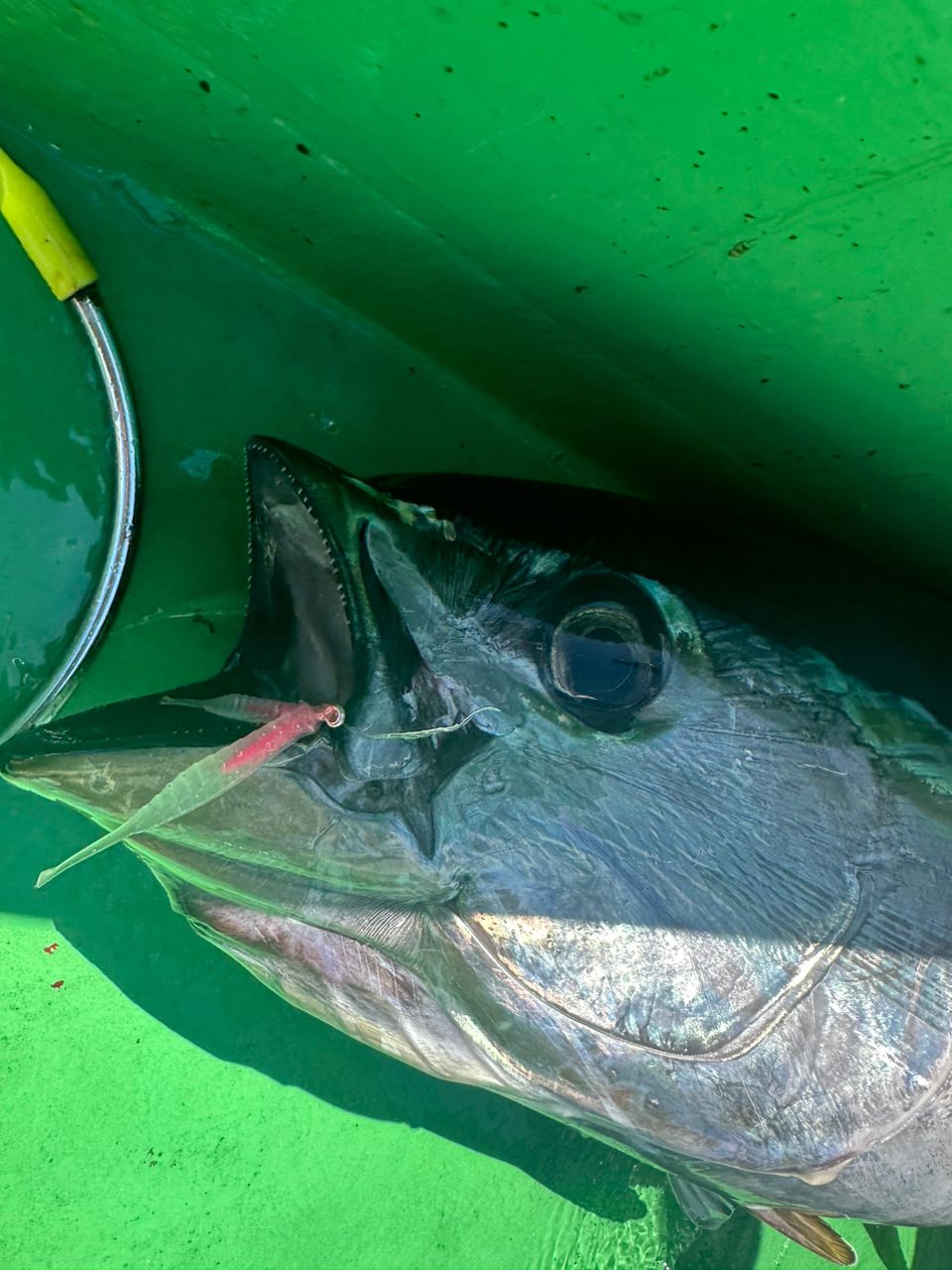 七里ヶ浜の黒髭さんの釣果 2枚目の画像