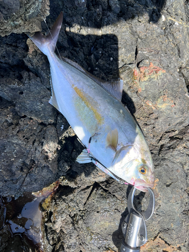 ショゴの釣果