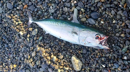 ソウダガツオの釣果