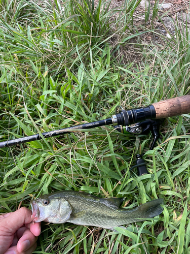 ラージマウスバスの釣果