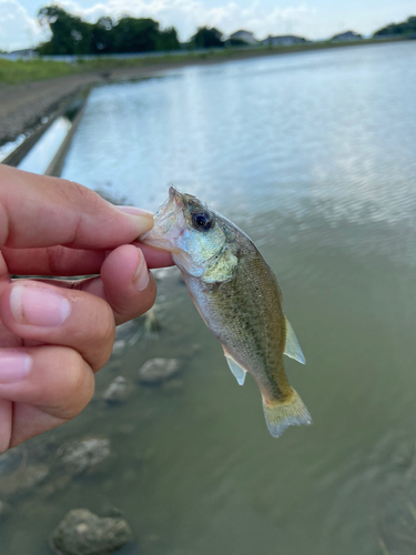 コイの釣果