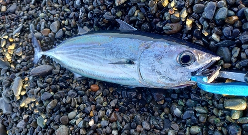 カツオの釣果