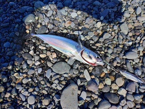 ソウダガツオの釣果