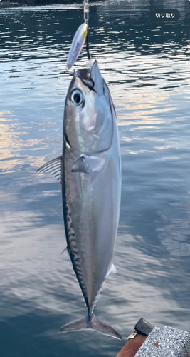 ソウダガツオの釣果