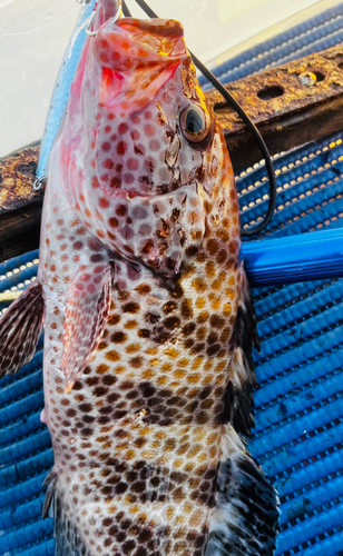 オオモンハタの釣果