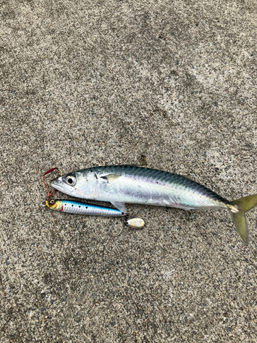 サバの釣果