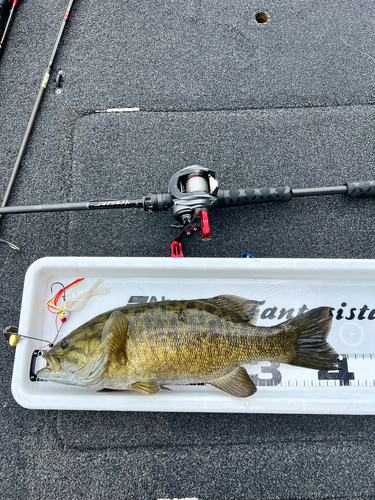 スモールマウスバスの釣果