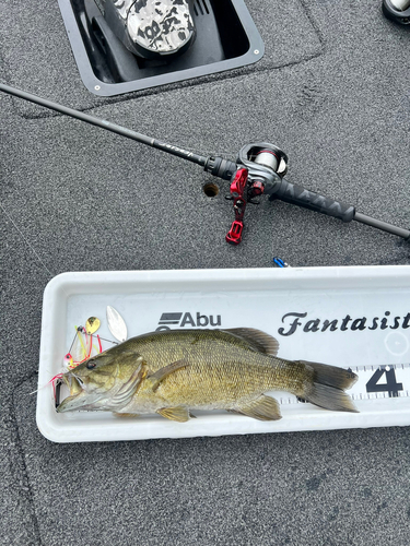 スモールマウスバスの釣果