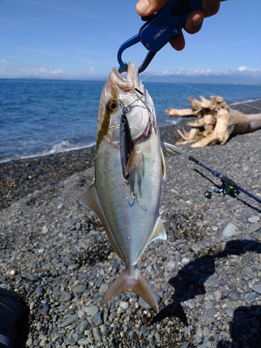 ショゴの釣果