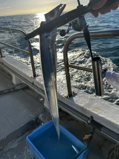 タチウオの釣果