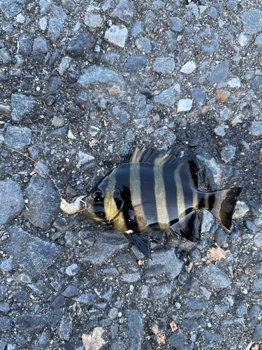 イシダイの釣果