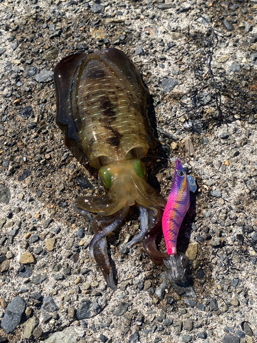 アオリイカの釣果