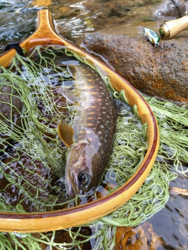 イワナの釣果