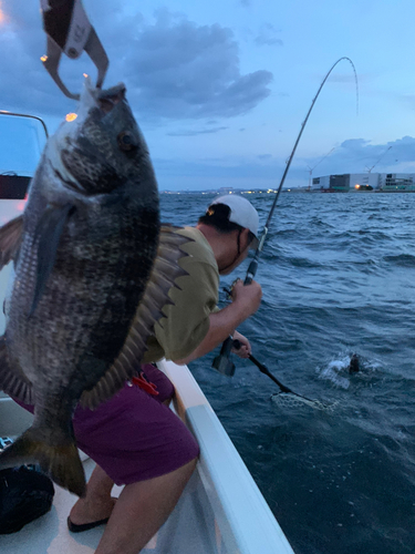 クロダイの釣果