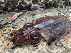 モンゴウイカの釣果