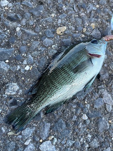 メジナの釣果