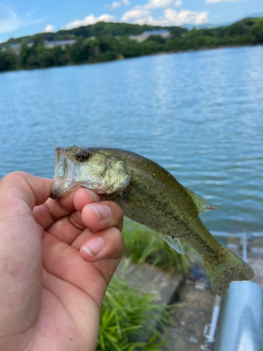 コイの釣果