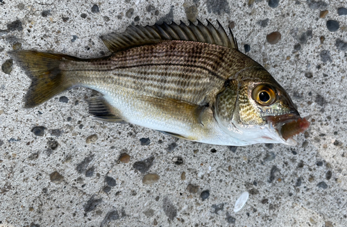 チヌの釣果