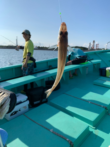 キスの釣果