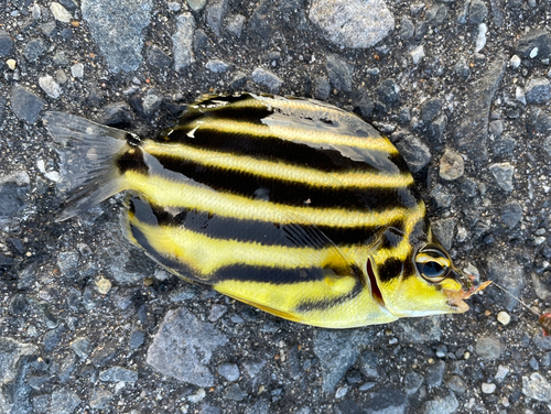 カゴカキダイの釣果