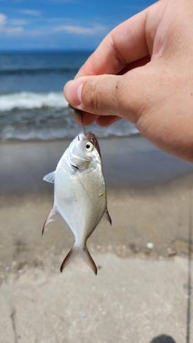 コバンアジの釣果