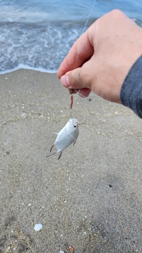 コバンアジの釣果