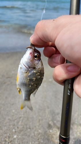 キビレの釣果