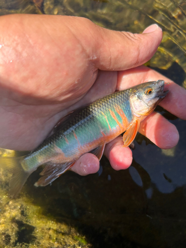 オイカワの釣果