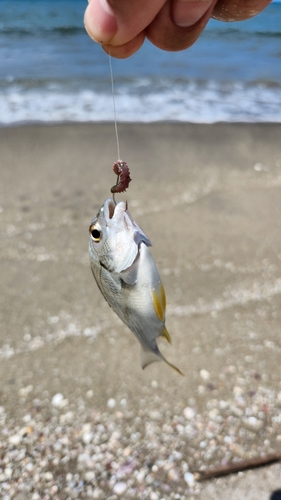 キビレの釣果