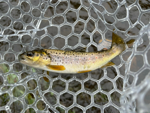 ブラウントラウトの釣果