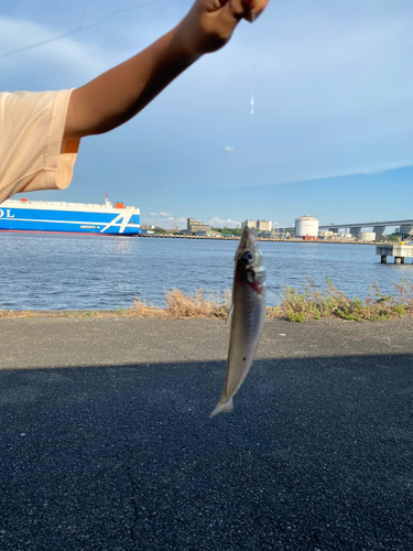 シロギスの釣果