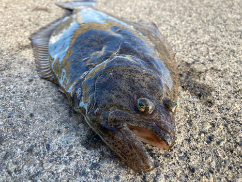 ヒラメの釣果