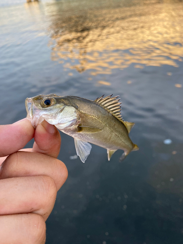 セイゴ（ヒラスズキ）の釣果