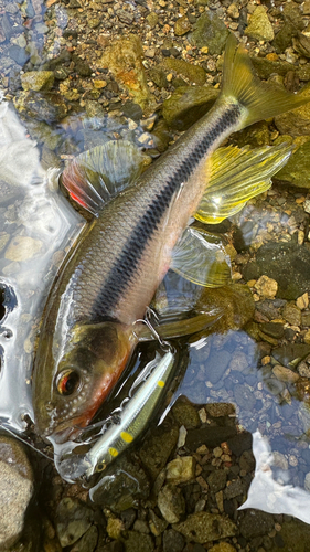 カワムツの釣果