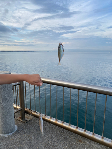 シロギスの釣果