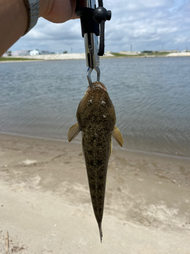 マゴチの釣果