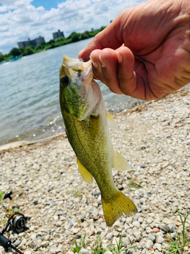 ラージマウスバスの釣果