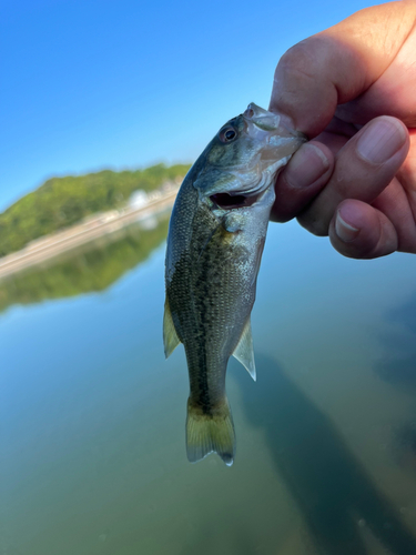 ラージマウスバスの釣果