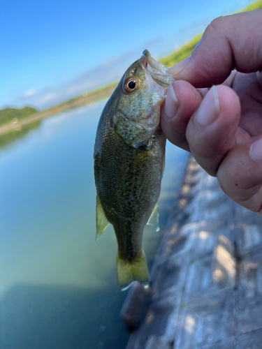 ラージマウスバスの釣果