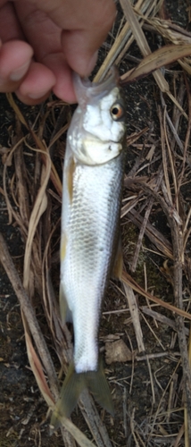 ケタバスの釣果