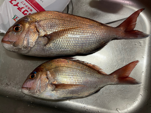 マダイの釣果