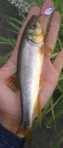 カワムツの釣果