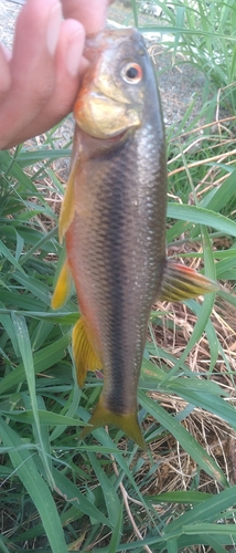 カワムツの釣果