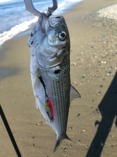 コノシロの釣果