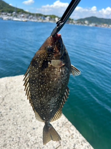 アイゴの釣果