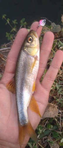 カワムツの釣果