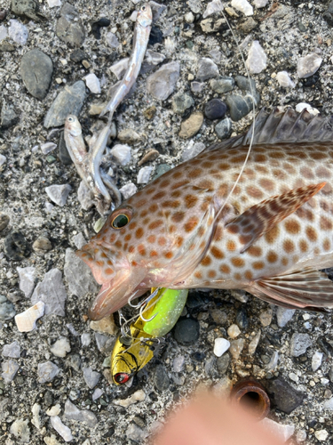 オオモンハタの釣果